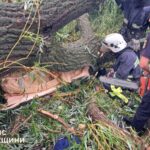 На Одещині через падіння дерева загинув підліток