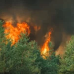 На Донеччині рятувальники майже тиждень боролись із лісовою пожежею