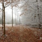 Гороскоп для всіх знаків зодіаку на 19 листопада 2025 року