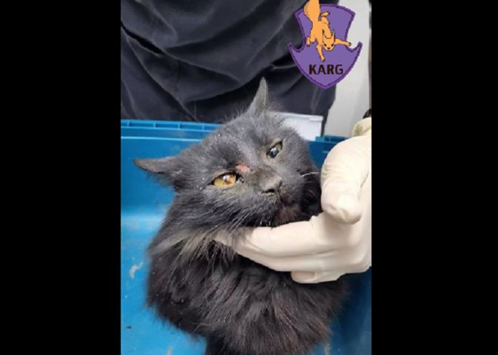 У Києві врятували кішку, яка впала з 9-го поверху