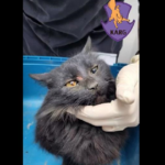 У Києві врятували кішку, яка впала з 9-го поверху