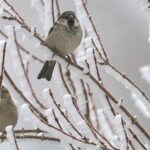 Екстремальні морози: чого чекати від погоди після вихідних