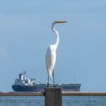 Індія закупила два мільйони барелів венесуельської нафти - ЗМІ