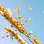 Війна в Ірані розганяє ціни на продовольство