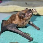 У Харкові на балконі врятували понад 900 кажанів