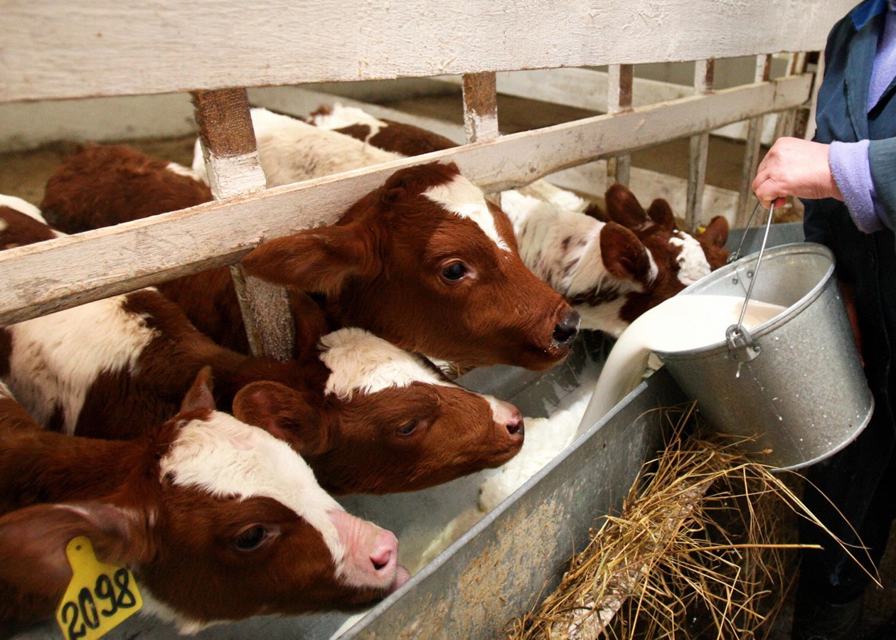 Фермери РФ втратили 1,5 млрд рублів через масове знищення худоби