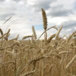 Україна використала лише половину експортного потенціалу пшениці